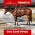 Horse ad