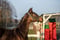 Horse ad