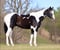 Annonce cheval