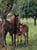 Horse ad