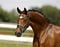 Annonce cheval