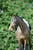 Horse ad