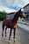 Annonce cheval