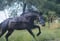 Annuncio cavallo