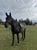 Horse ad