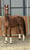 Annuncio cavallo