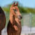 Horse ad