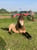 Annuncio cavallo