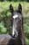 Horse ad