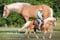 Annuncio cavallo