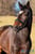 Anuncio de caballos
