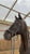 Annonce cheval