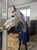 Horse ad