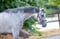 Annuncio cavallo