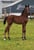 Annuncio cavallo