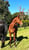 Horse ad