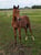 Horse ad