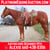 Anuncio de caballos