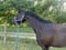 Horse ad