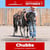 Paardadvertentie