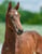 Annuncio cavallo