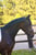 Annuncio cavallo
