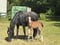 Horse ad