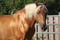 Horse ad