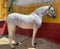Annonce cheval