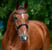 Horse ad