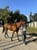 Annuncio cavallo