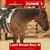 Annuncio cavallo