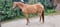 Annuncio cavallo