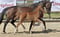 Horse ad