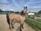 Horse ad