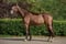 Annonce cheval