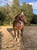 Horse ad