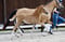 Annuncio cavallo