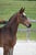Annuncio cavallo