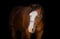Annuncio cavallo