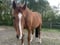 Annuncio cavallo