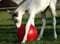 Horse ad