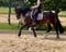 Horse ad