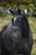 Annuncio cavallo