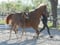 Annuncio cavallo