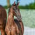 Horse ad