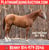 Horse ad