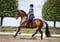 Annuncio cavallo