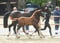 Horse ad