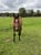 Horse ad